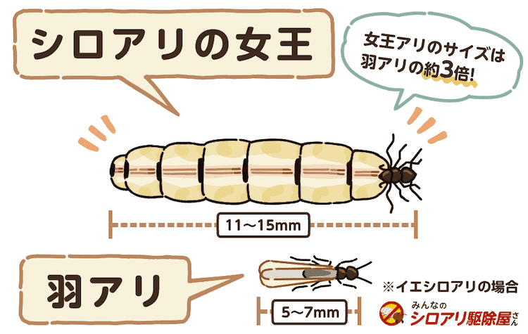 シロアリの女王は寿命が長い？繁殖力がすごいのはなぜ？ 知られざる