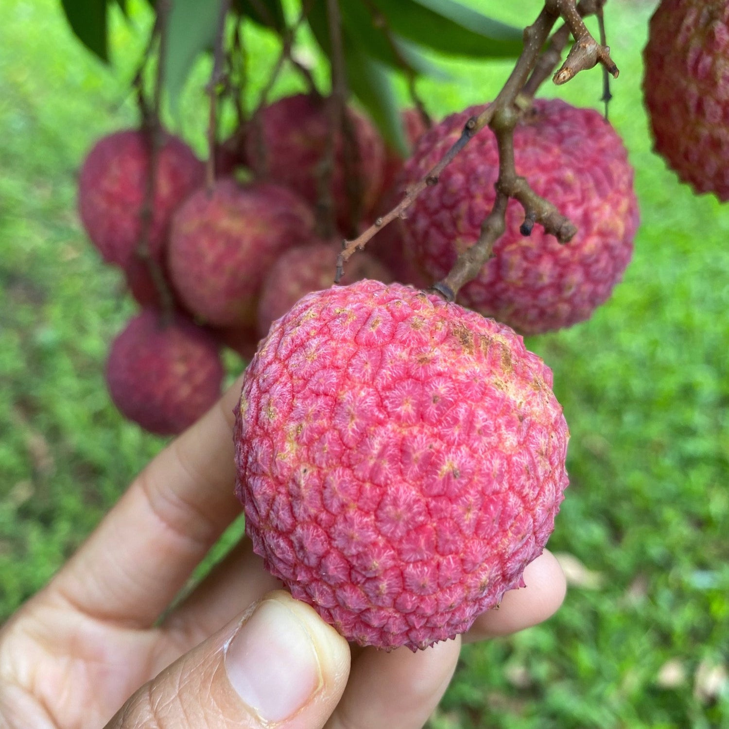 Lychee - Emperor Variety *Pre-Order* – Miami Fruit