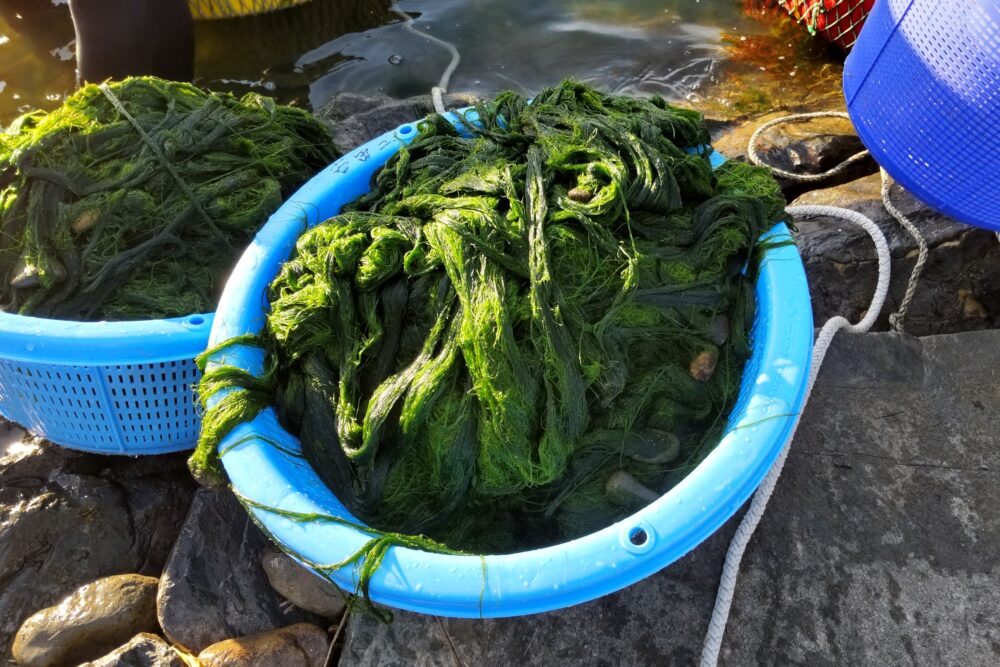 今シーズン初の青海苔！ | 道の駅ほうほく
