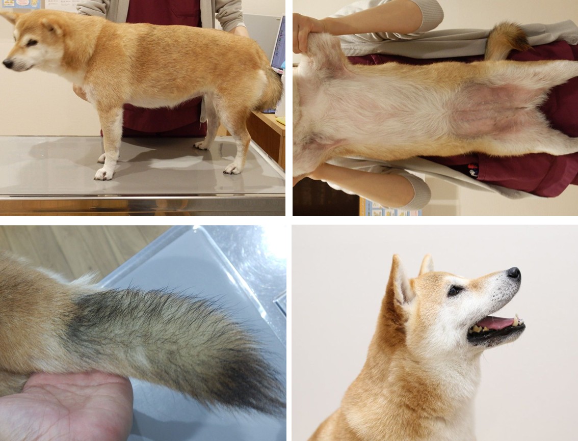 この症状もしかして？ 飼い主のための犬の病気入門【第4回】アトピー