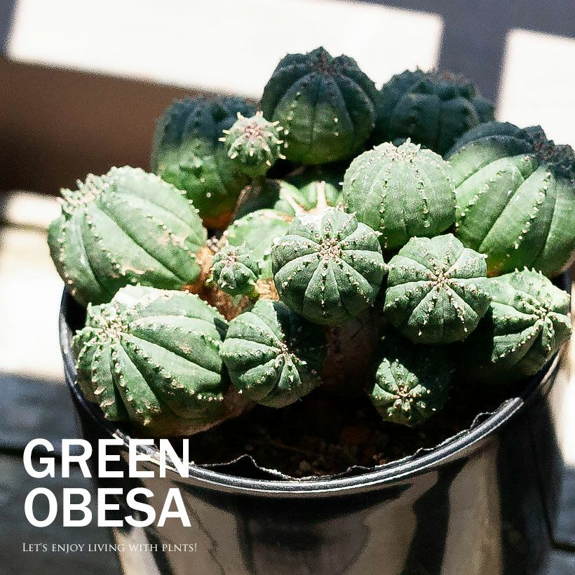 グリーンオベサ｜球形ユーフォルビア！子株が吹いてます