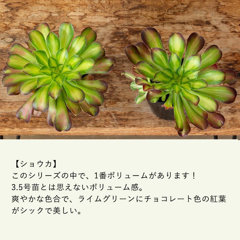 アエオニウムショウカ/シャネル/クジャクレイ/アフターグロウ/リバー