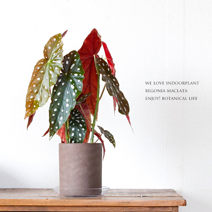 希少】発根済 挿し木苗 ベゴニア マクラータ 斑入り 希少】発根済