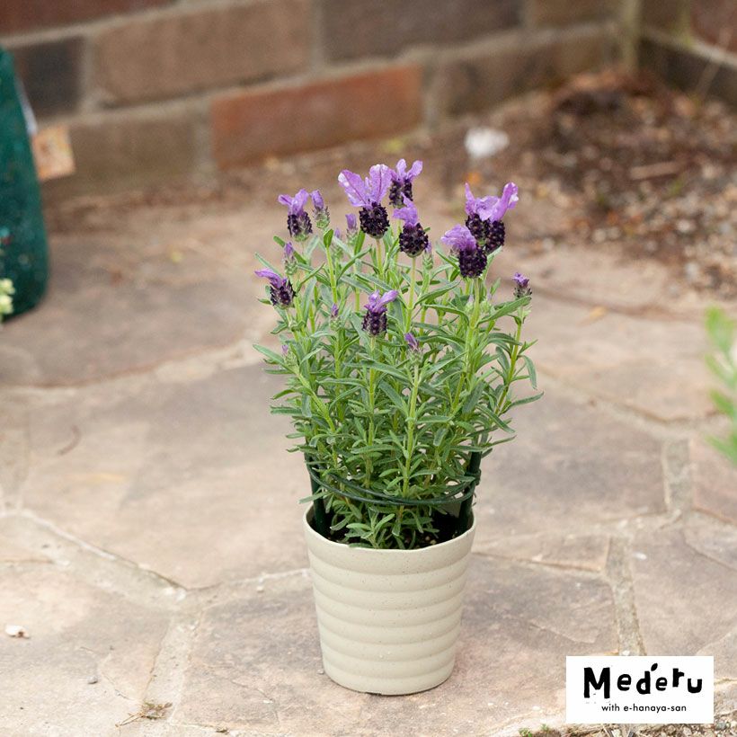 ラベンダーツインサマー｜紫の花苞に白が混じる、バイカラー種