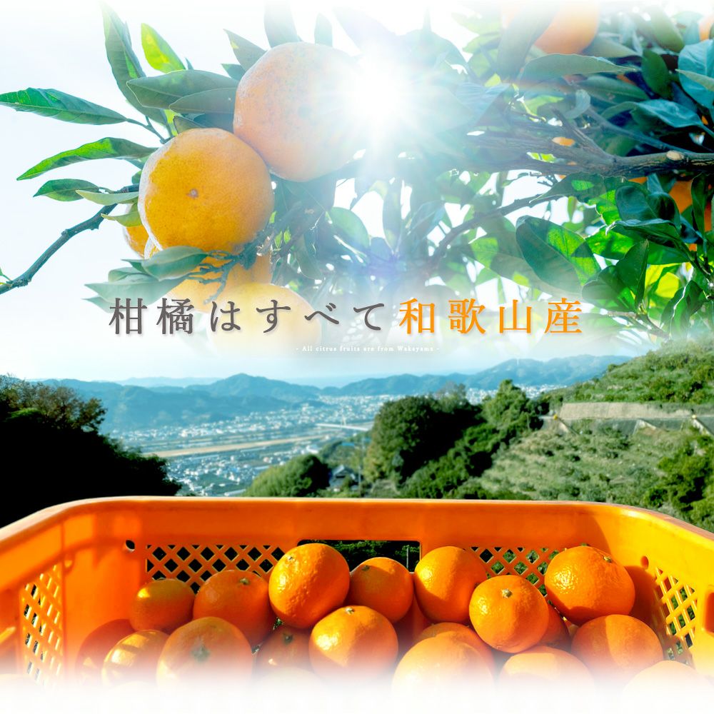 バラエティセット V-016 (みかんジュース バラエティセット) | 有田