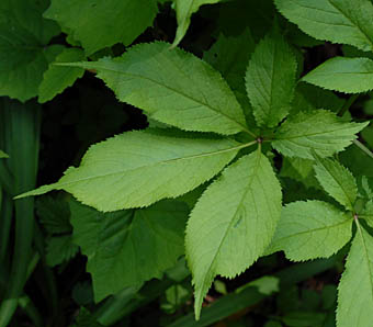 トチバニンジン Panax japonicus ウコギ科 Araliaceae トチバニンジン