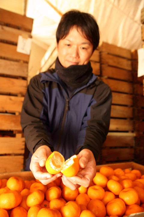 News&Topics｜2/24～ 期間限定の三ヶ日みかん「濃蜜青島」集荷JAみっかび