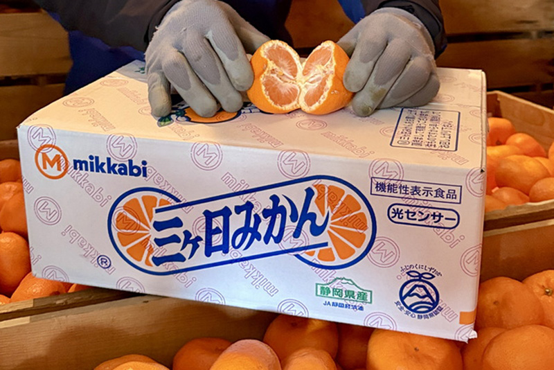 News&Topics｜2/24～ 期間限定の三ヶ日みかん「濃蜜青島」集荷JAみっかび