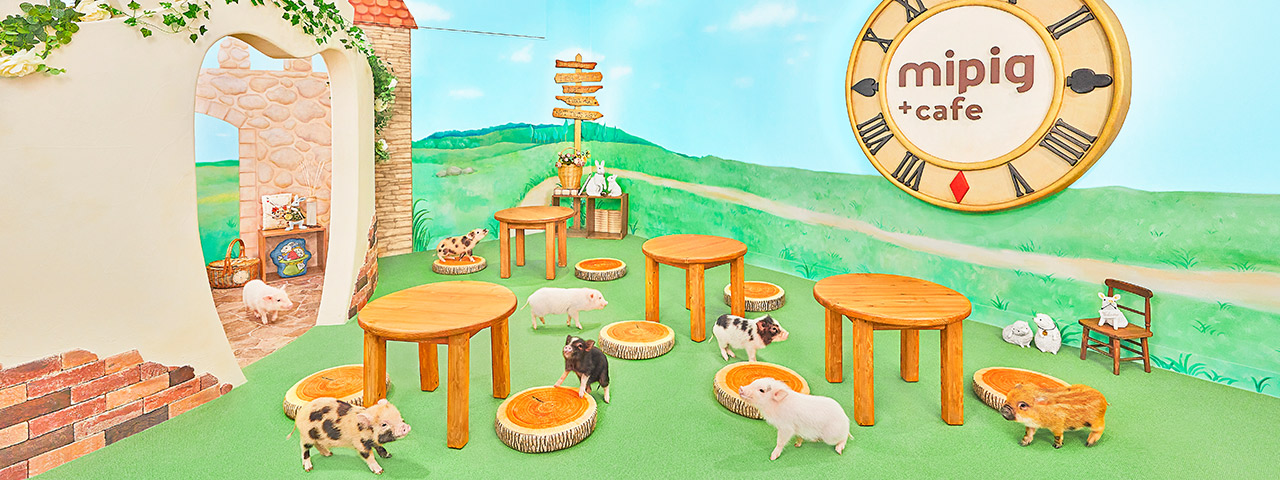 店舗案内 福岡天神店｜日本初のマイクロブタカフェ mipig cafe（マイ