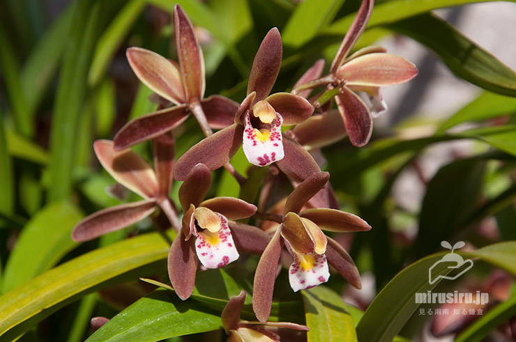 花芽付きキンリョウヘン 日本蜜蜂の蜜蝋サービス キンリョウヘン花芽