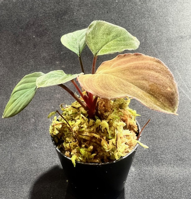 Homalomena sp.“Honey Bee“ from Kapuas【AZ1122-1】増殖株 - 熱帯魚の