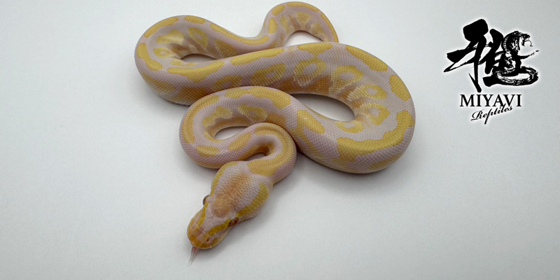 販売個体一覧 Albino/アルビノ – 千葉のボールパイソン専門店 雅Reptiles