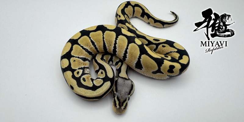 販売個体一覧 Piebald/パイボール – 千葉のボールパイソン専門店 雅