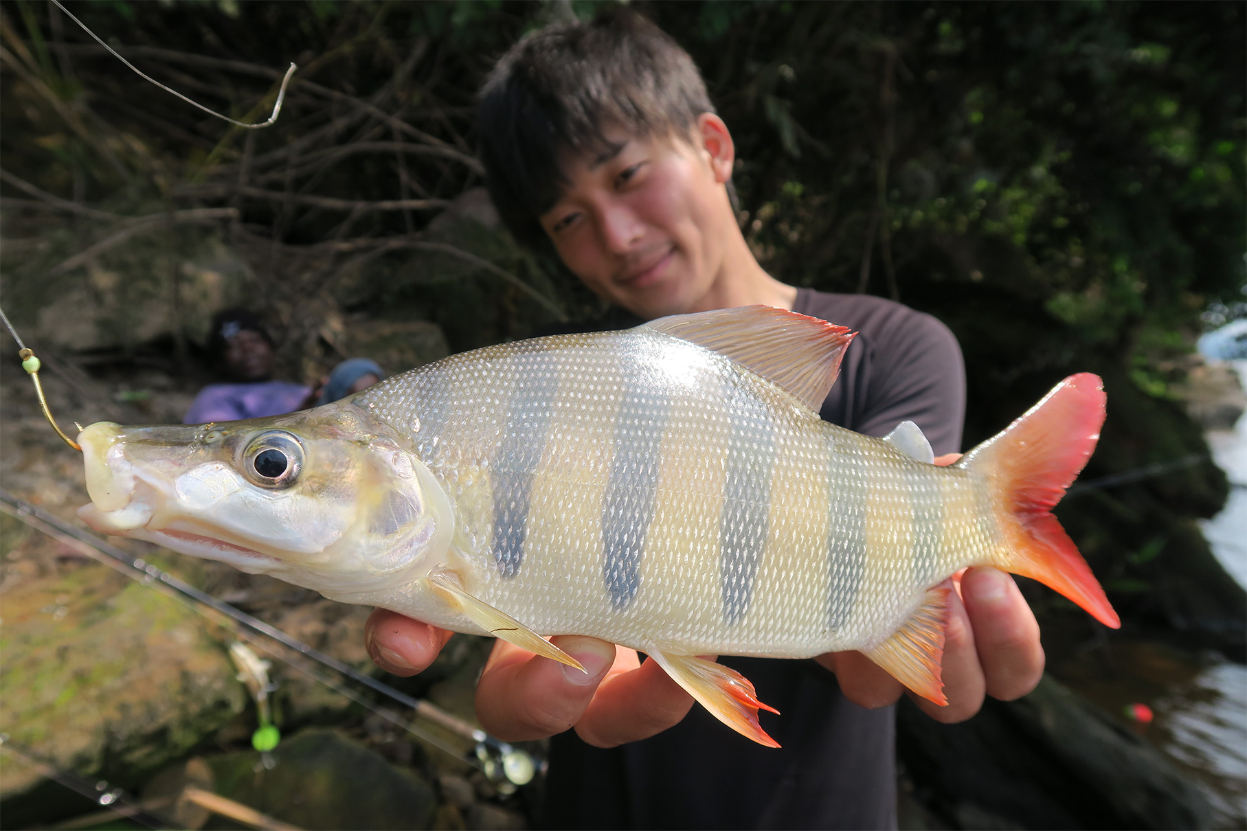 Dear Monster Valitudo MV-55 - Monster Kiss モンスターキス