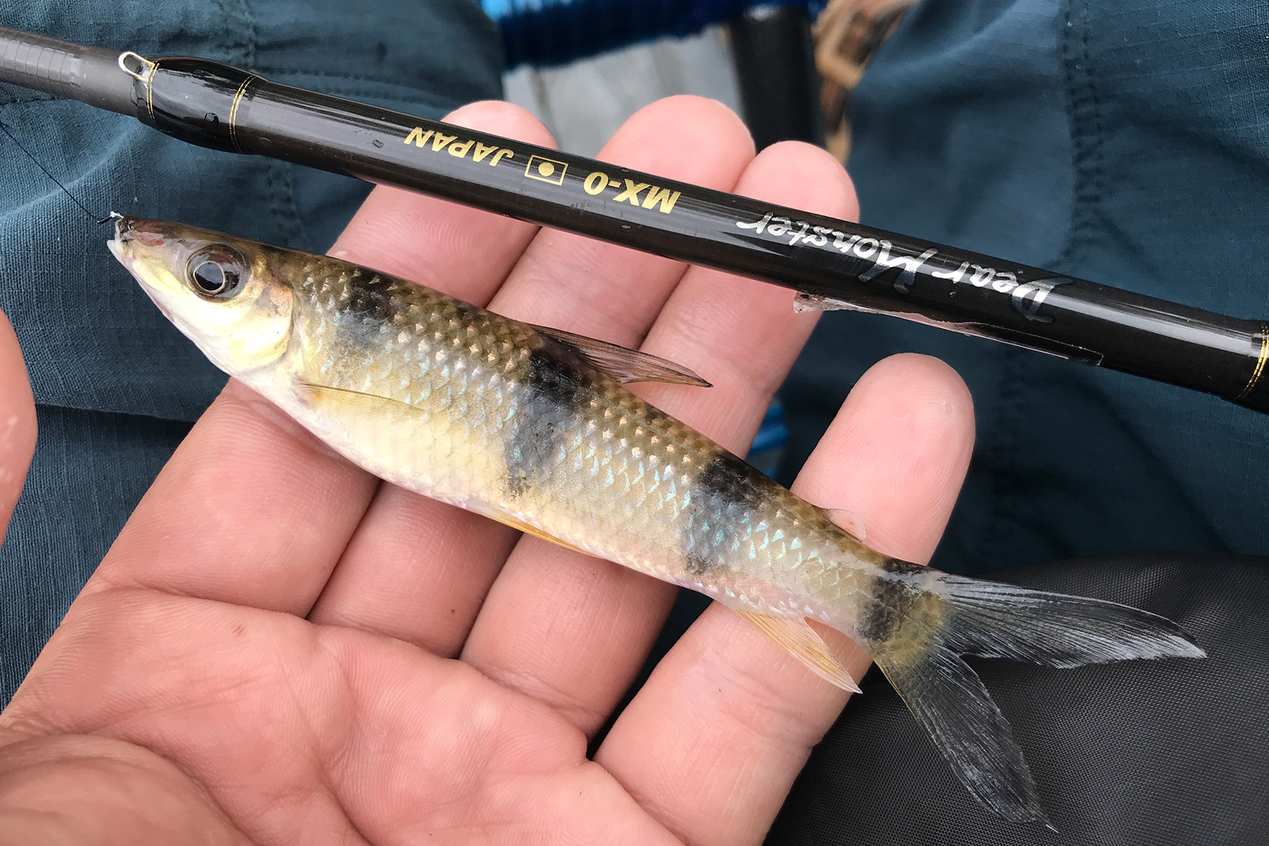 Dear Monster MX-0 - Monster Kiss モンスターキス