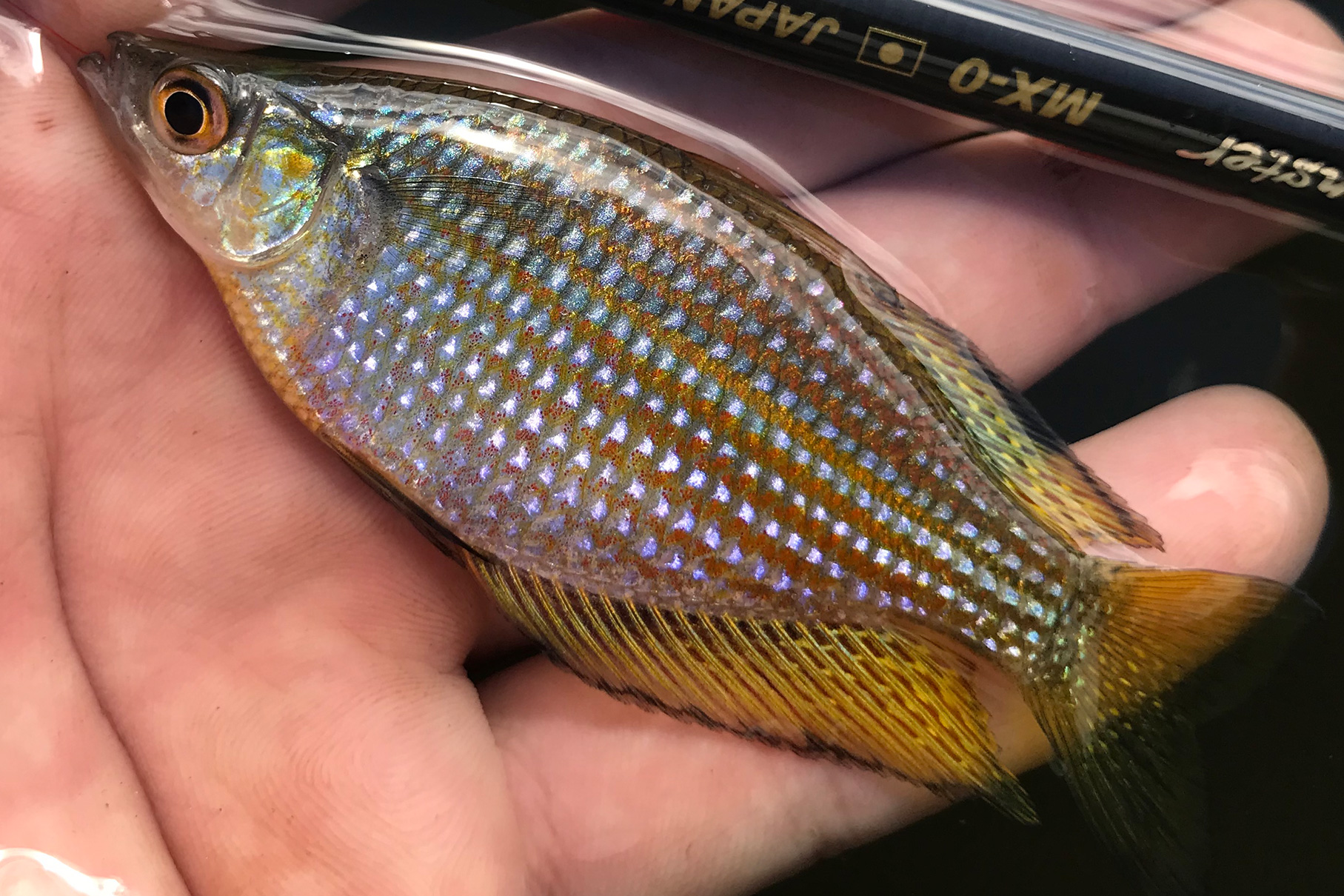 Dear Monster MX-0 - Monster Kiss モンスターキス