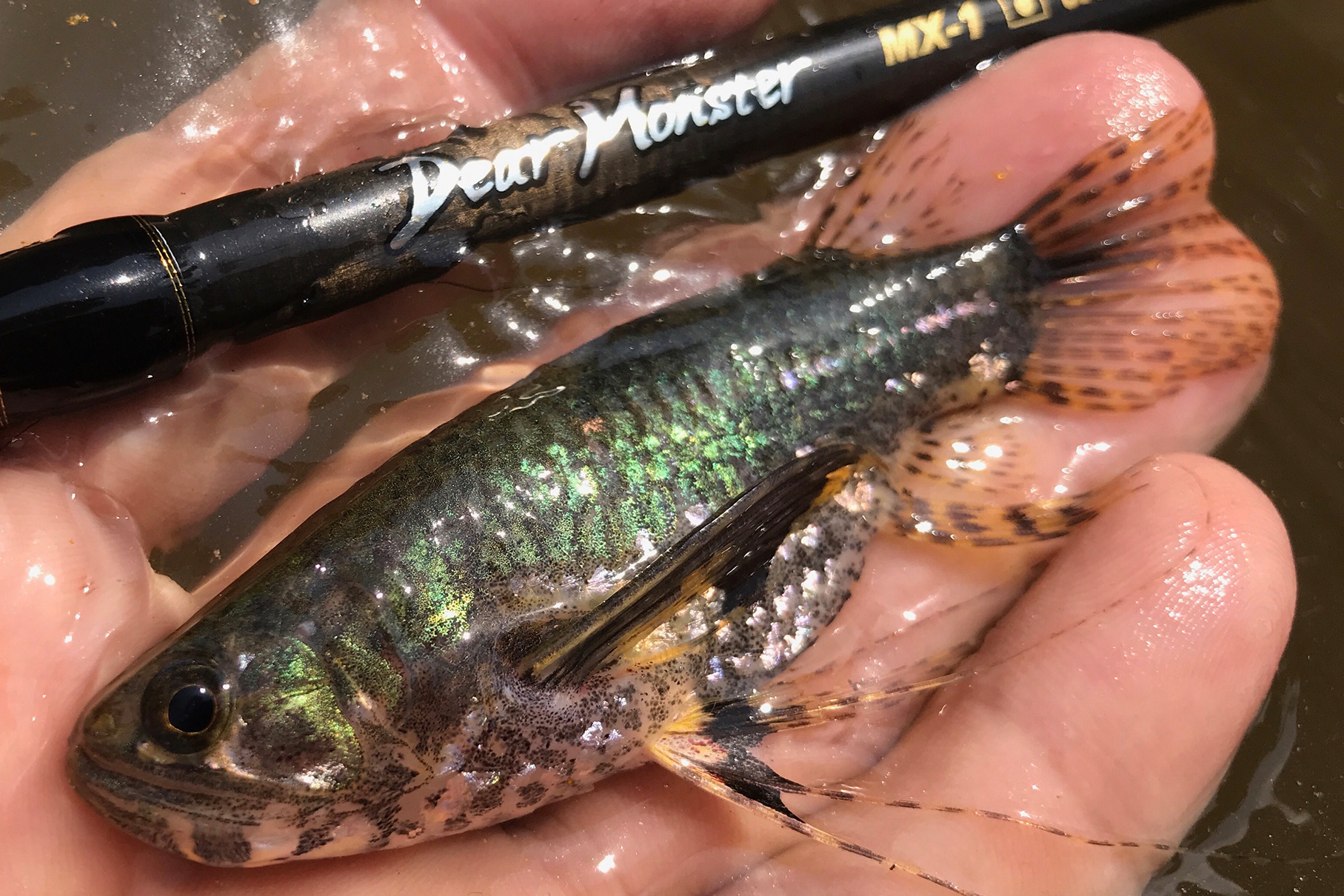 Dear Monster MX-1 - Monster Kiss モンスターキス