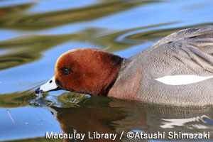 日本野鳥の会 : プレスリリース：バードウォッチングウィーク！（＊11