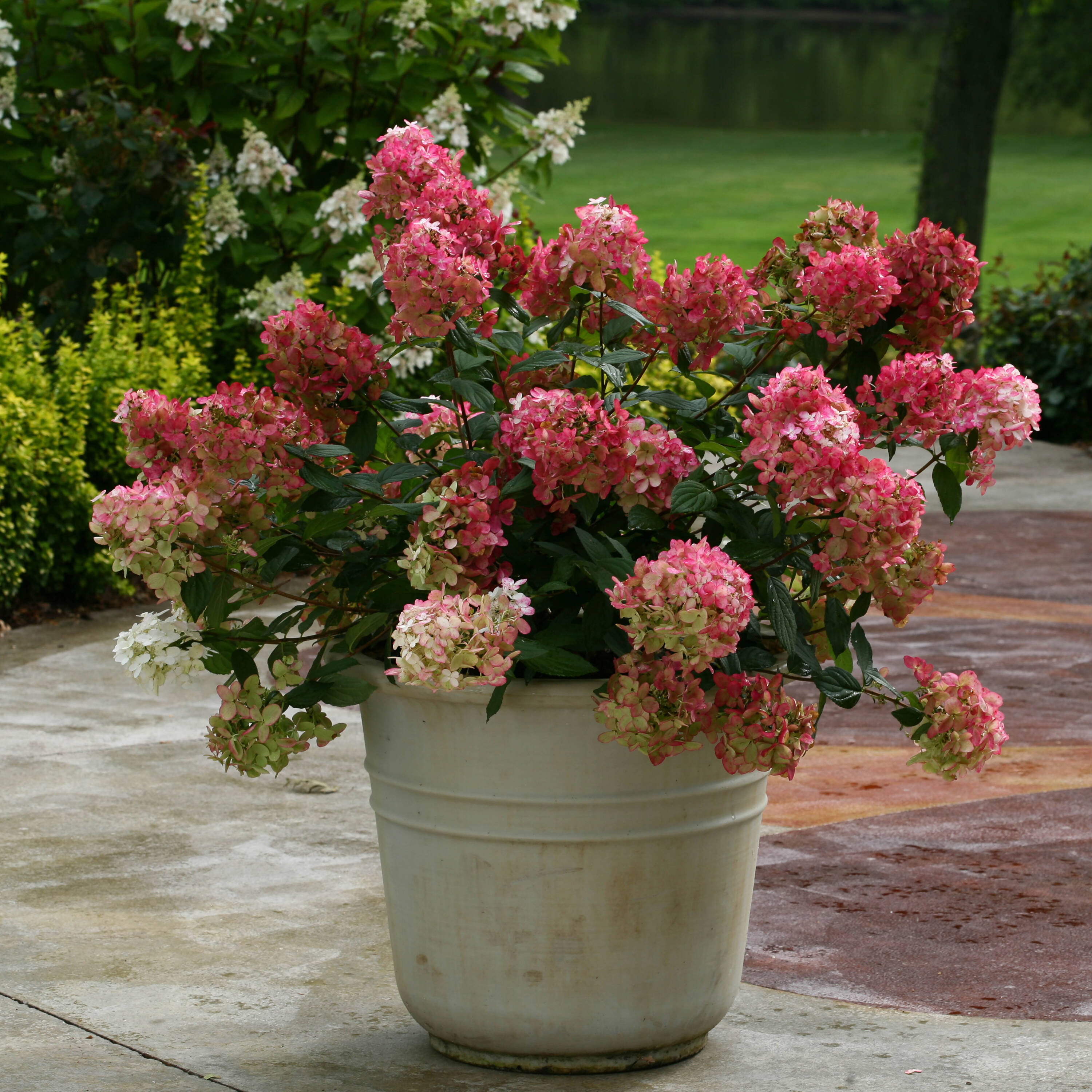 Proven Winners Multicolor Fire Light Panicle Hydrangea (Paniculata