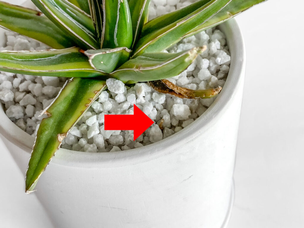 アガベ・笹の雪の子株たち！ | もすレコ。