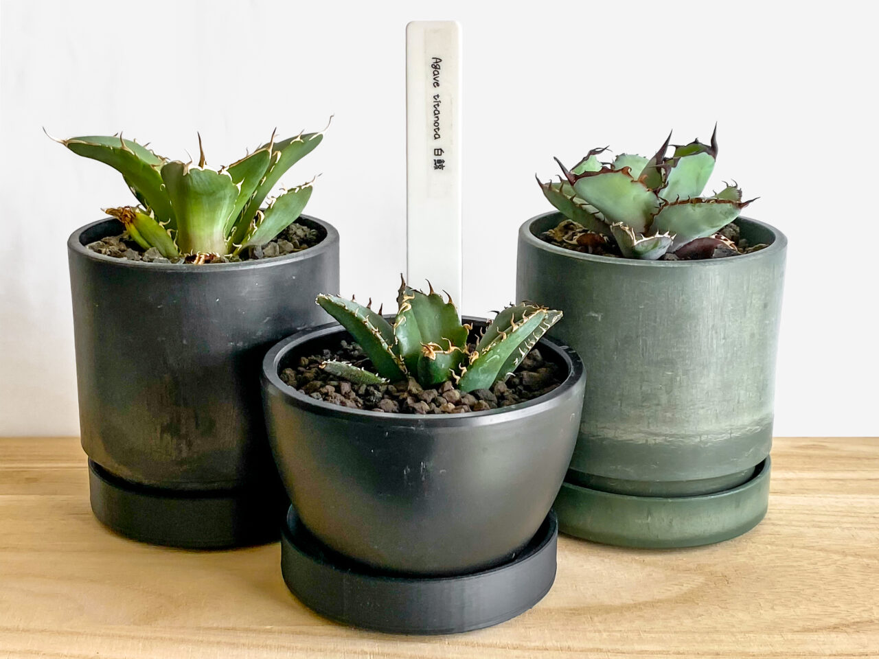 アガベ・白鯨を買ったのでオテロイやチタノタと見比べてみた！！ | も