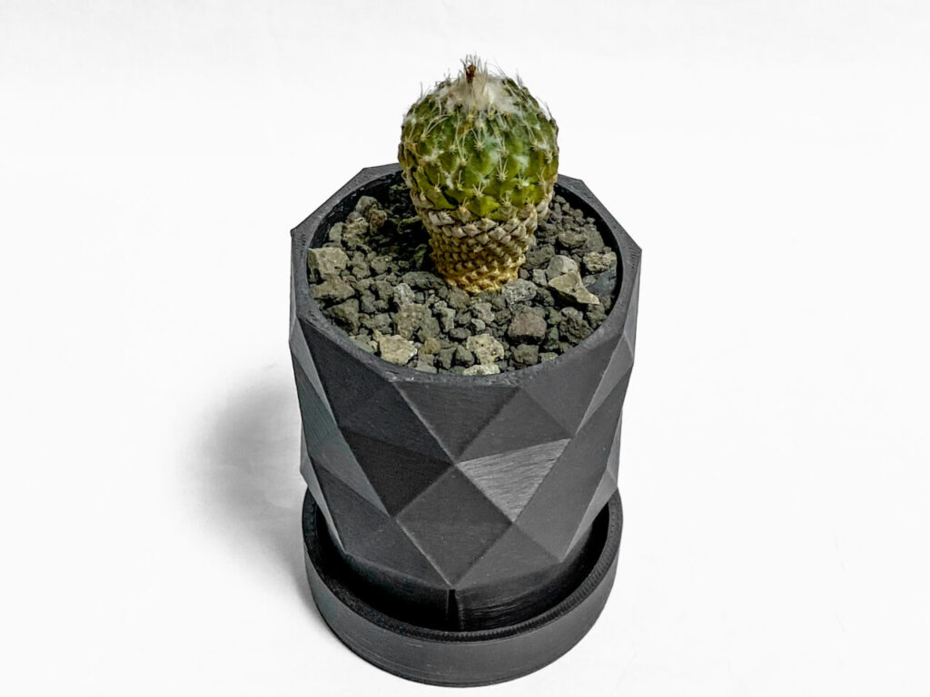 珍品！！ペレキフォラ・銀牡丹を植え替えたッ！！ | もすレコ。