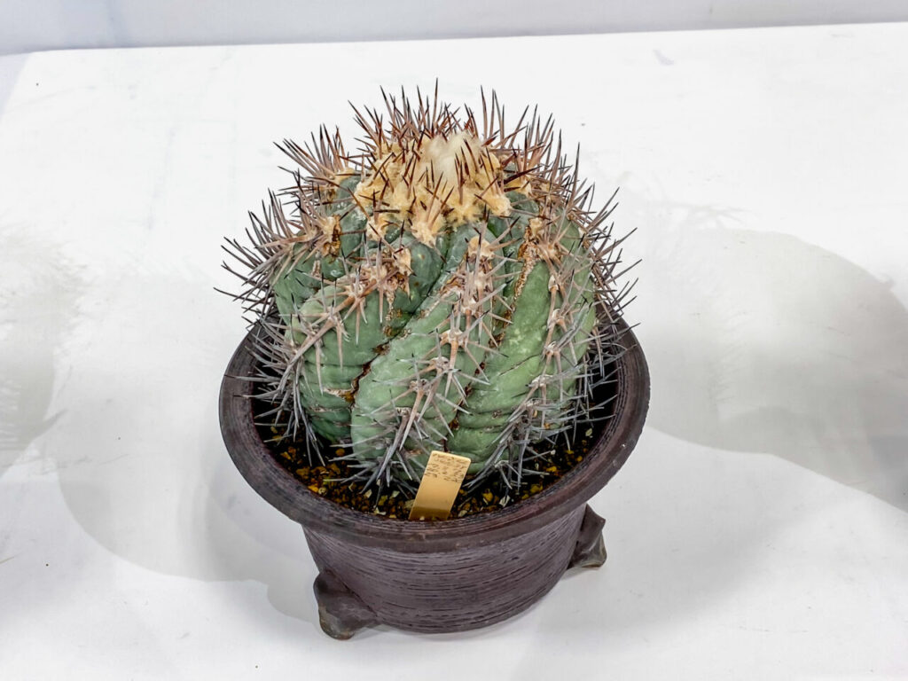 エキノカクタス・翠平丸を植え替え！！ | もすレコ。