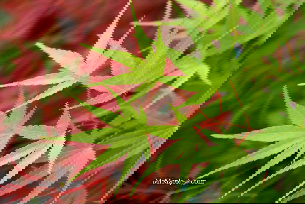 Buy Acer palmatum 'Arakawa' Rough Bark Japanese Maple — Mr Maple