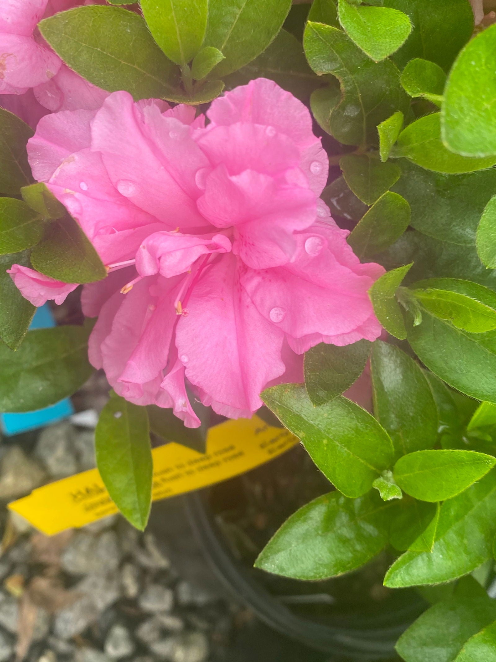 Buy Azalea 'Hallie' Double Pink Flowering Aromi Azalea — Mr Maple