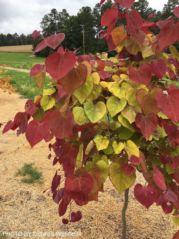 Buy Cercis canadensis 'NC2016-2' Flame Thrower® Redbud Tree — Mr