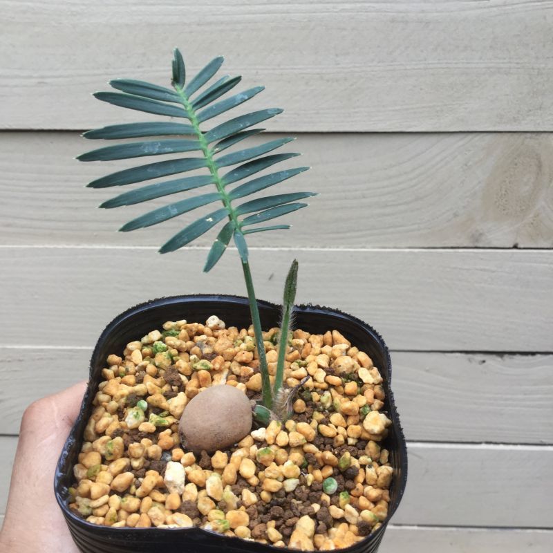 ディオーン エデュレ - M's plants