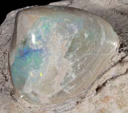 徳島県立博物館 / ミネラルズ : 生物・化石と鉱物 : オパール化した貝化石