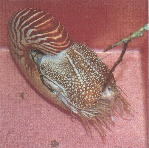 生きた化石 オウムガイ（052号CultureClub） - 徳島県立博物館