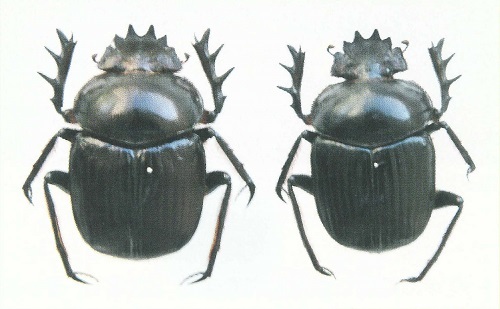 世界のコガネムシ科ほか甲虫類標本－石田正明コレクション－（052号館