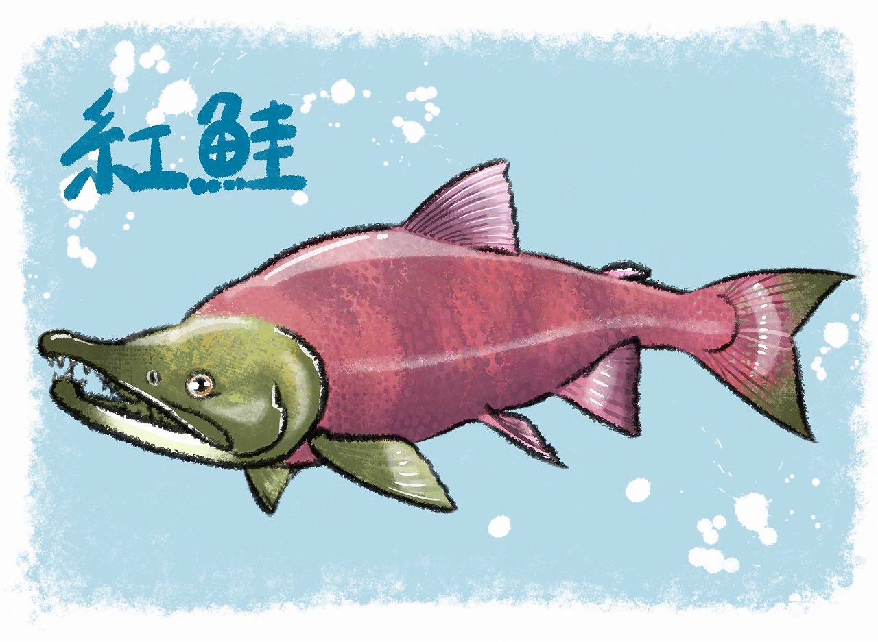 No.99 ベニザケ | 旬のお魚かわら版 | 豊海おさかなミュージアム