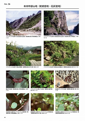 日本と世界のホシミスジ