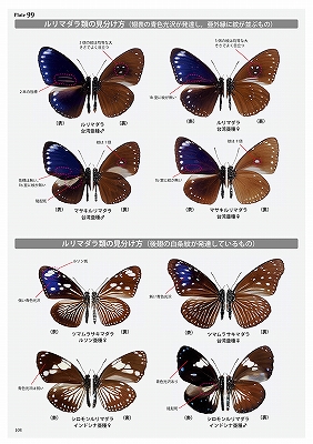 日本の迷蝶大図鑑
