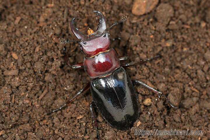 ミクラミヤマクワガタ