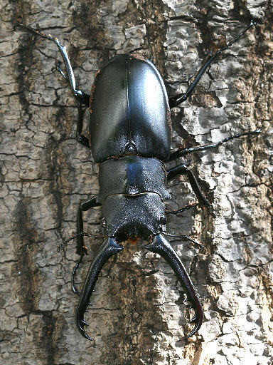 ギラファノコギリクワガタ