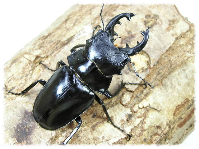 スティーブンスツヤクワガタ