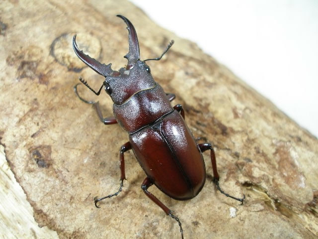 ヤエヤマノコギリクワガタ