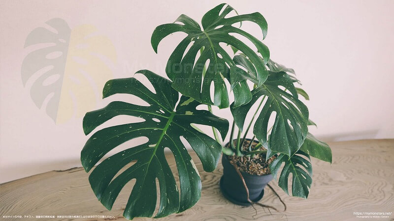 モンステラデリシオーサタイコンステレーション( Monstera​ Deliciosa