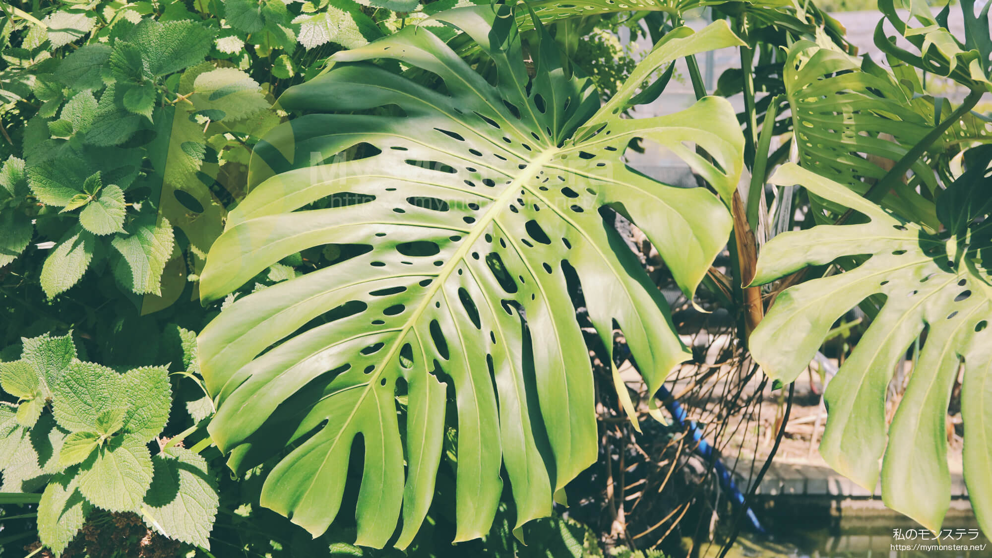 モンステラデリシオーサマクロコズム( Monstera Deliciosa Macrocosm