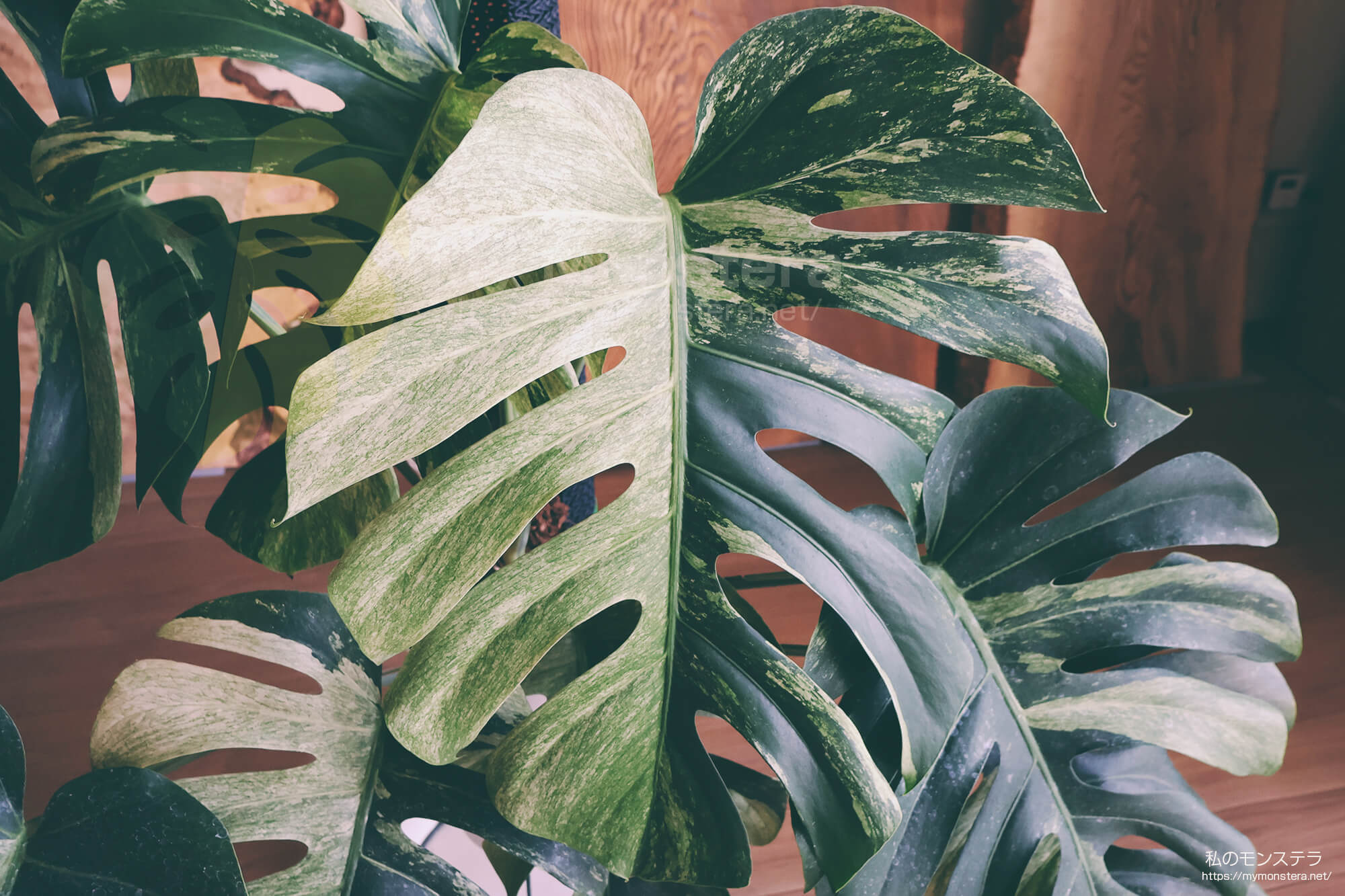 ハーフムーン・モンステラ - 私のモンステラ