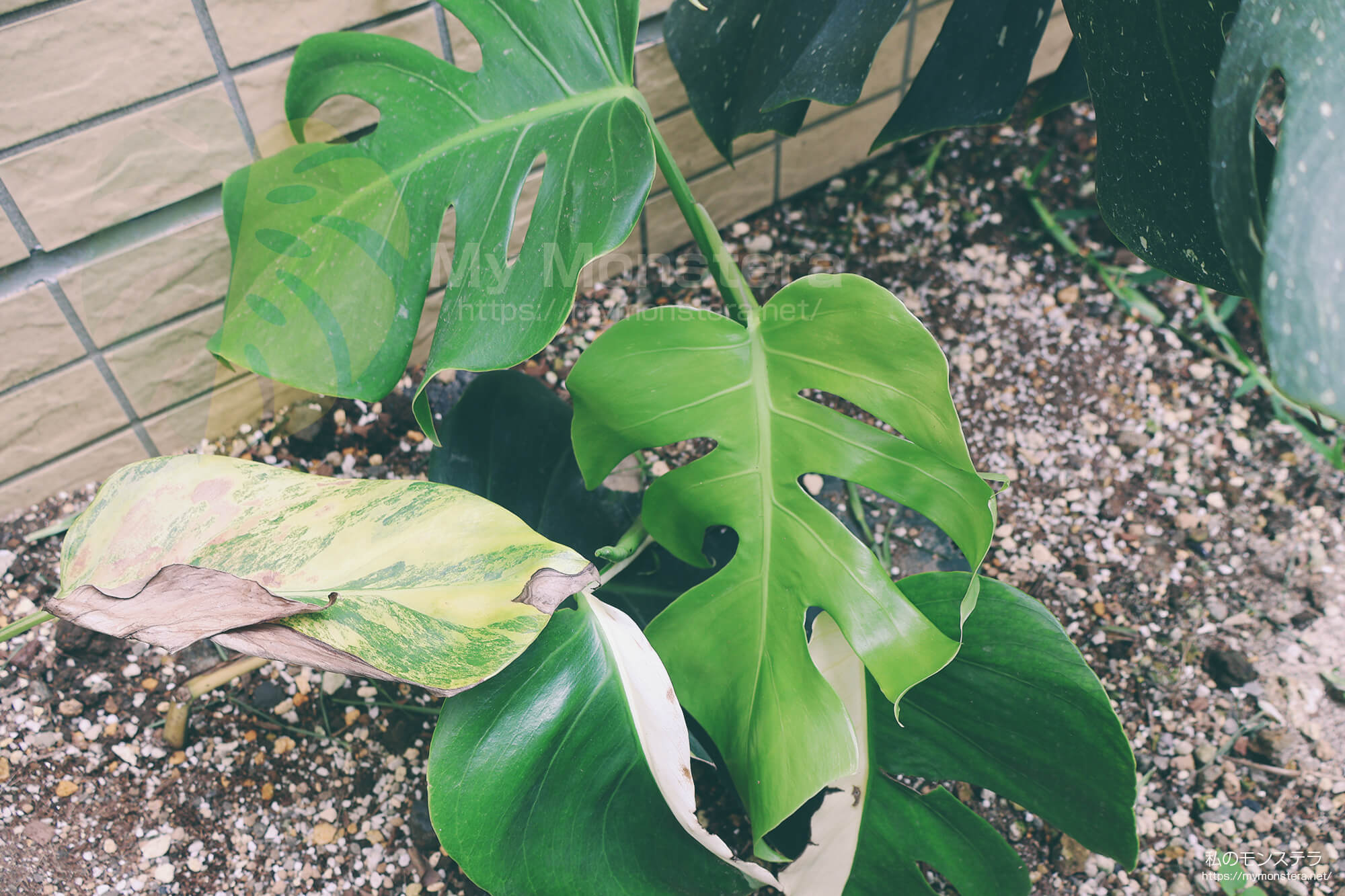 真っ白な斑入りのモンステラ（ホワイトタイガー）を地植え栽培へと移行