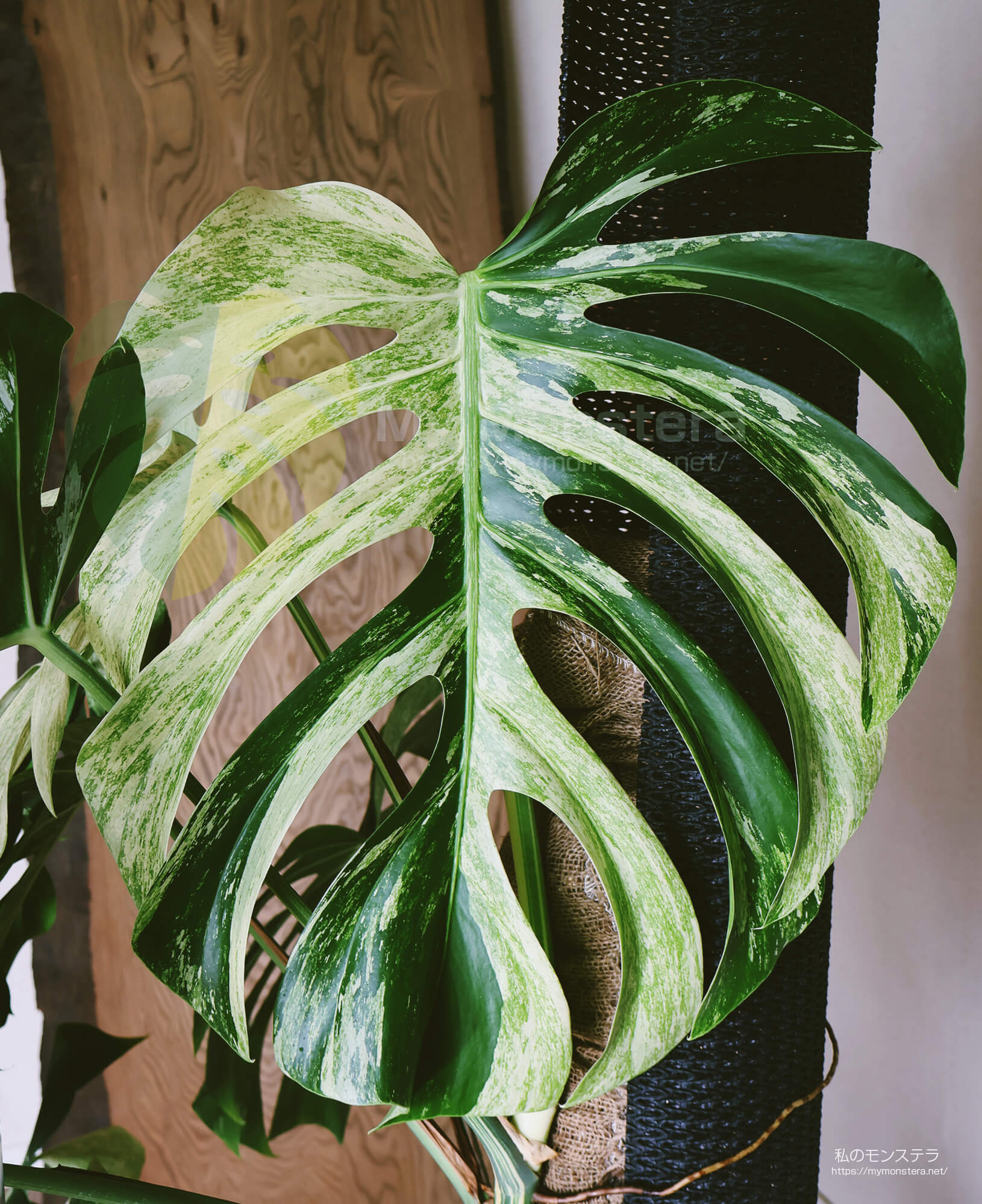 無機質な用土へ切り替えを行ったモンステラデリシオーサボルシギアナ
