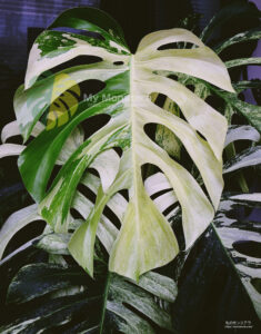 モンステラデリシオーサ ボルシギアナ ミント( Monstera deliciosa var