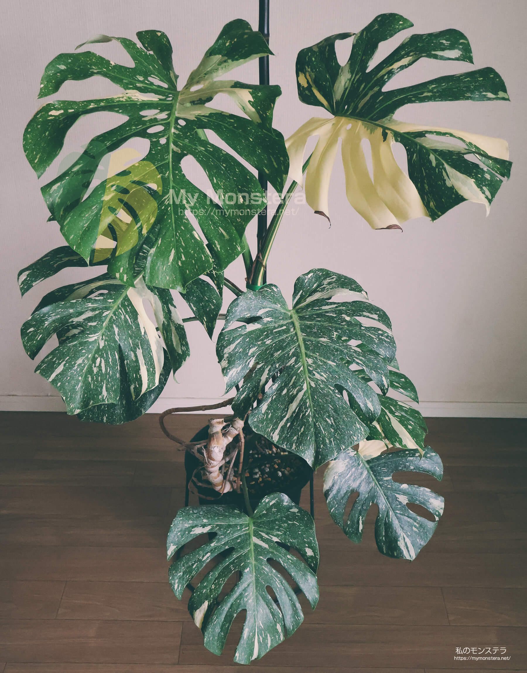 栽培丸4年を迎えるモンステラタイコンステレーションの秋の植え替え