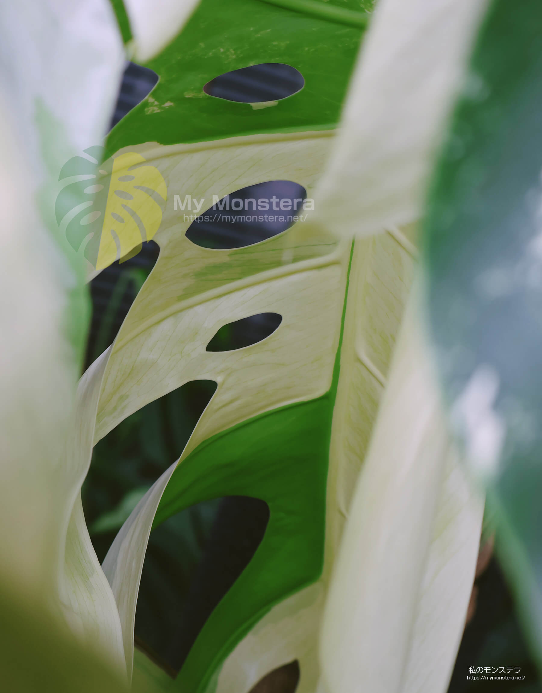 モンステラデリシオーサ ボルシギアナ ミント( Monstera deliciosa var