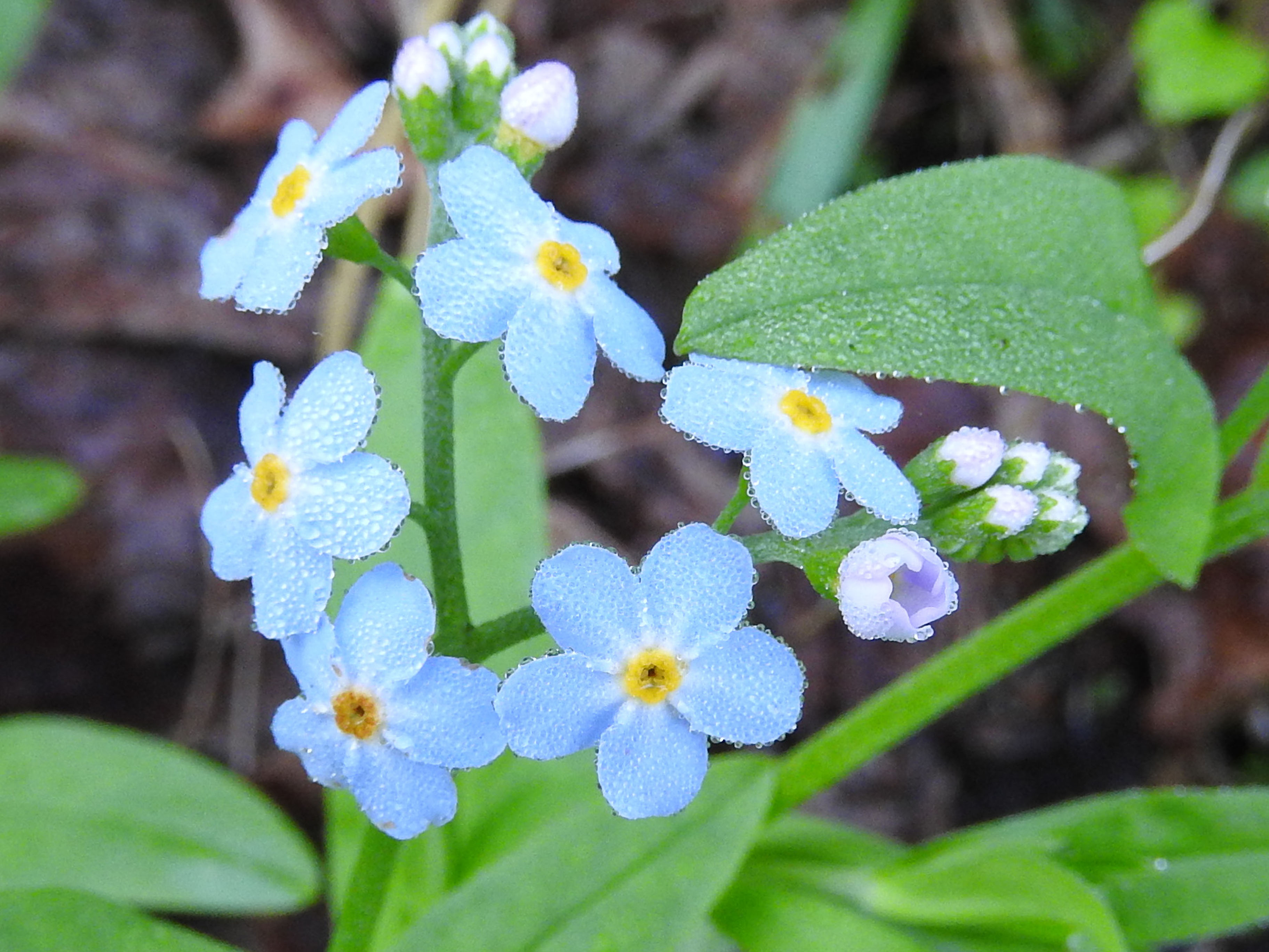Wildflower: True Forget-Me-Not (Myosotis scorpioides), Pine Creek